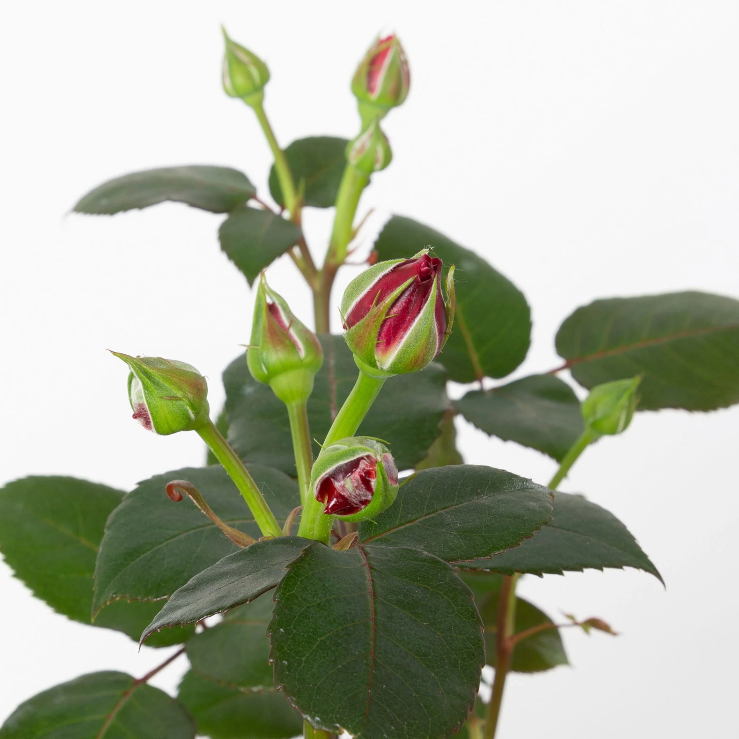 Duftende Edelrose 'Charisma'® Magentarot, Doppelbogen, Topf 7,5 Liter 3 Duftende Edelrose 'Charisma'® Magentarot, Doppelbogen, Topf 7,5 Liter – Bild 3