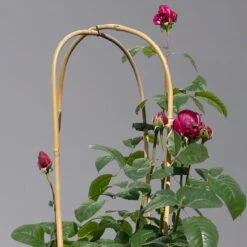 Duftende Edelrose 'Laudatio'®, Purpur-pinkviolett, Doppelbogen, Topf 10 Liter -Stilvolles Gartenmöbelgeschäft 0460851090 rose laudatio all in one doppelbogen 1 124097