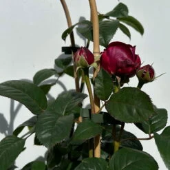 Duftende Edelrose 'Laudatio'®, Purpur-pinkviolett, Doppelbogen, Topf 10 Liter -Stilvolles Gartenmöbelgeschäft 0460851090 rose laudatio all in one doppelbogen 4 123905