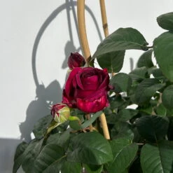 Duftende Edelrose 'Laudatio'®, Purpur-pinkviolett, Doppelbogen, Topf 10 Liter -Stilvolles Gartenmöbelgeschäft 0460851090 rose laudatio all in one doppelbogen 6 123906