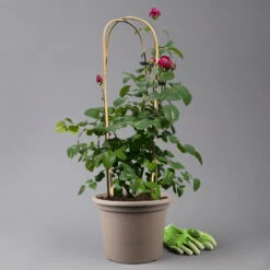 Duftende Edelrose 'Laudatio'®, Purpur-pinkviolett, Doppelbogen, Topf 10 Liter -Stilvolles Gartenmöbelgeschäft 0460851090 rose laudatio all in one doppelbogen 124096