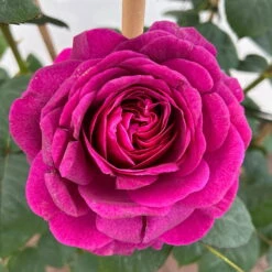 Duftende Edelrose 'Laudatio'®, Purpur-pinkviolett, Doppelbogen, Topf 10 Liter -Stilvolles Gartenmöbelgeschäft 0460851090 rose laudatio all in one premium doppelbogen 4 124622