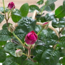 Duftende Edelrose 'Laudatio'®, Purpur-pinkviolett, Doppelbogen, Topf 7,5 Liter -Stilvolles Gartenmöbelgeschäft 0460851102 laudatio 1 124803