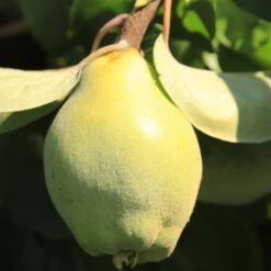 Bio Birnenquitte 'Cydora Robusta'Ⓢ, Topf 10 Liter