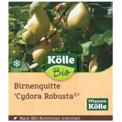 Bio Birnenquitte 'Cydora Robusta'Ⓢ, Topf 10 Liter -Stilvolles Gartenmöbelgeschäft 0480300060 Koelle Bio Cydora Robusta Birnenquitte Busch 1 119767