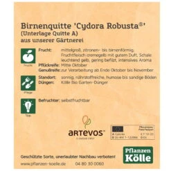 Bio Birnenquitte 'Cydora Robusta'Ⓢ, Topf 10 Liter -Stilvolles Gartenmöbelgeschäft 0480300060 Koelle Bio Cydora Robusta Birnenquitte Busch 2 119768