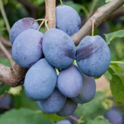 Kölle Bio Zwetschge 'Hanita'(s), Unterlage St.Julien, Im 10 Lt. Topf