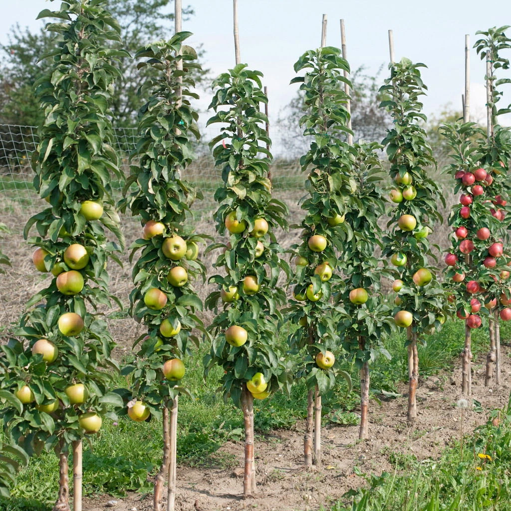 Kölle Bio Säulenapfel 'Greencatsⓢ', Unterlage MM 111, Topf 10 Liter 2 Kölle Bio Säulenapfel 'Greencatsⓢ', Unterlage MM 111, Topf 10 Liter – Bild 2