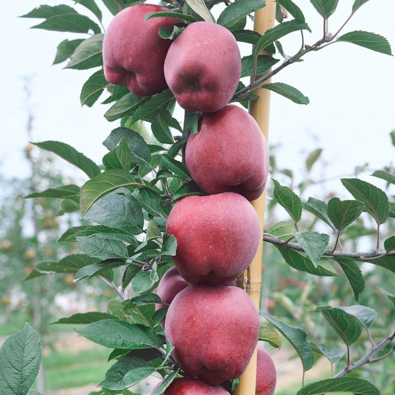 Kölle Bio Säulenapfel 'Sonate'Ⓢ, Unterlage MM 111, Topf 10 Liter 1 Kölle Bio Säulenapfel 'Sonate'Ⓢ, Unterlage MM 111, Topf 10 Liter