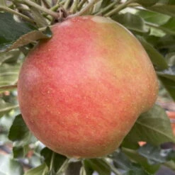 Kölle Bio Säulenapfel 'Rhapsodie'Ⓢ, Unterlage MM 111, Topf 10 Liter -Stilvolles Gartenmöbelgeschäft 0480650016 KB Rhapsodie Saeulenapfel 2 115630