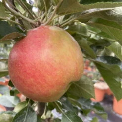 Kölle Bio Säulenapfel 'Rhapsodie'Ⓢ, Unterlage MM 111, Topf 10 Liter -Stilvolles Gartenmöbelgeschäft 0480650016 KB Rhapsodie Saeulenapfel 3 115629