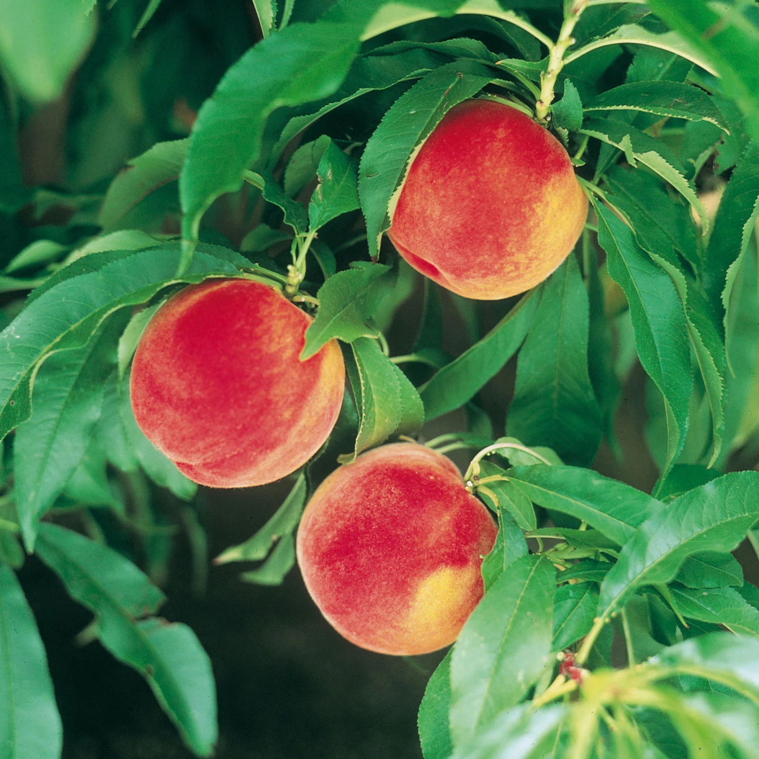 Kölle Bio Zwergpfirsich 'Amber'® Pix ZeeⓈ, Topf 7,5 Liter 1 Kölle Bio Zwergpfirsich 'Amber'® Pix ZeeⓈ, Topf 7,5 Liter