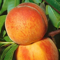 Kölle Bio Zwergpfirsich 'Amber'® Pix ZeeⓈ, Topf 7,5 Liter 10 Kölle Bio Zwergpfirsich 'Amber'® Pix ZeeⓈ, Topf 7,5 Liter -Stilvolles Gartenmöbelgeschäft 0480670029 KB Zwergpfirsich Amber Co 7 5l 49535