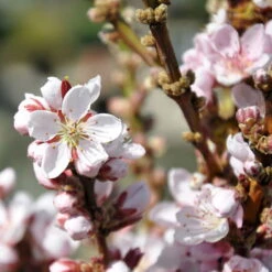 Kölle Bio Zwergpfirsich 'Amber'® Pix ZeeⓈ, Topf 7,5 Liter 11 Kölle Bio Zwergpfirsich 'Amber'® Pix ZeeⓈ, Topf 7,5 Liter -Stilvolles Gartenmöbelgeschäft 0480670029 Zwergpfirsich Amber Bluete Co 7 5l 49709