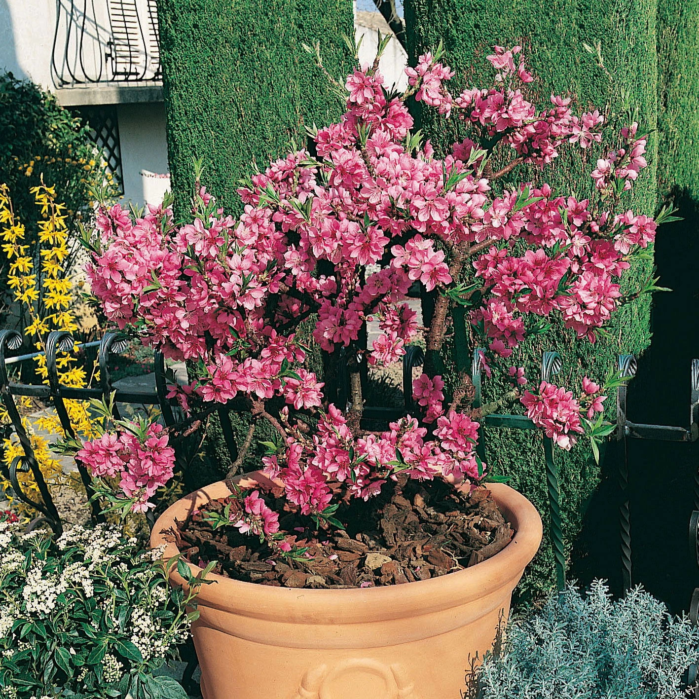 Kölle Bio Zwergpfirsich 'Diamond'® ZaipeviⓈ, Topf 7,5 Liter 1 Kölle Bio Zwergpfirsich 'Diamond'® ZaipeviⓈ, Topf 7,5 Liter