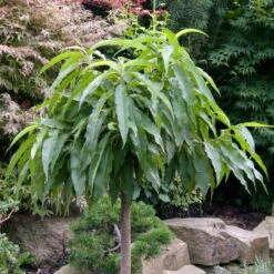 Kölle Bio Zwergpfirsich 'Diamond'® ZaipeviⓈ, Topf 7,5 Liter 9 Kölle Bio Zwergpfirsich 'Diamond'® ZaipeviⓈ, Topf 7,5 Liter -Stilvolles Gartenmöbelgeschäft 0480670030 KB Zwergpfirsich Diamond Co 7 5l 49536