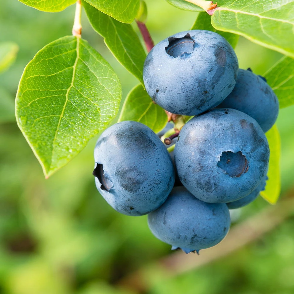 Heidelbeere 'Goldtraube' 30/40 Cm, Topf 23 Cm 1 Heidelbeere 'Goldtraube' 30/40 Cm, Topf 23 Cm