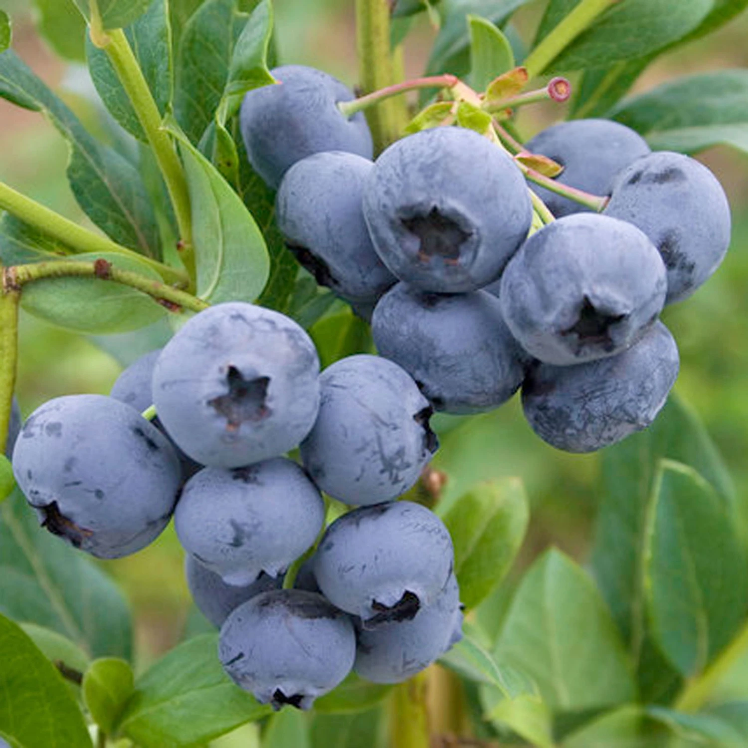 Heidelbeere 'Reka'®, 4er-Set, Höhe 40-60 Cm, Topf 5 Liter 1 Heidelbeere 'Reka'®, 4er-Set, Höhe 40-60 Cm, Topf 5 Liter