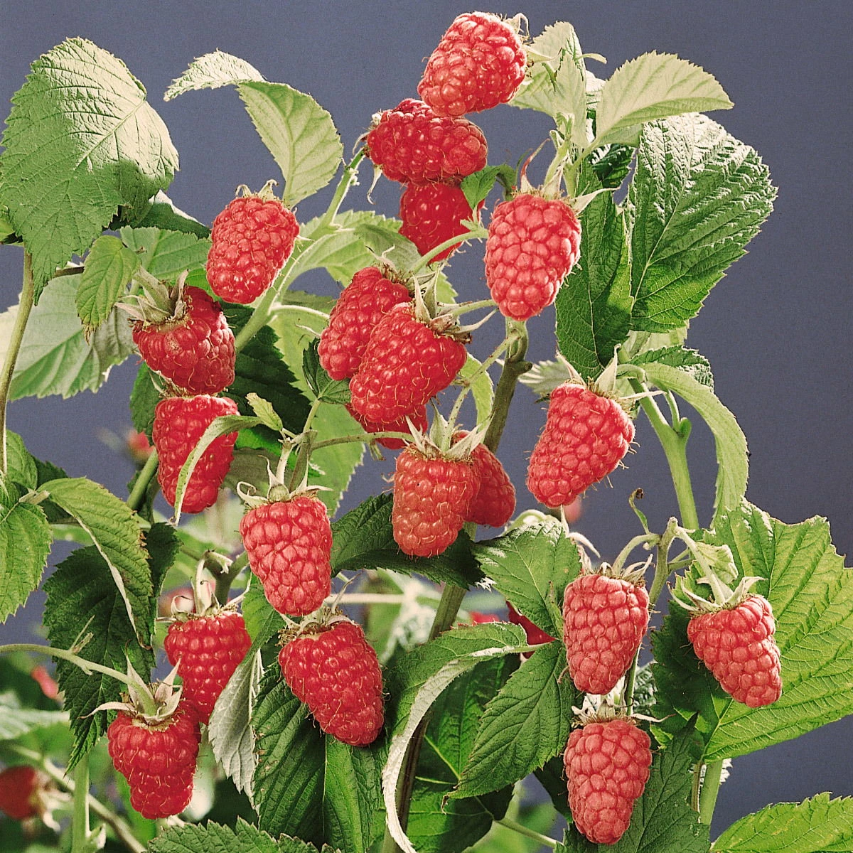 Sommerhimbeere 'Schönemann', 10er-Set, Topf 2 Liter 1 Sommerhimbeere 'Schönemann', 10er-Set, Topf 2 Liter