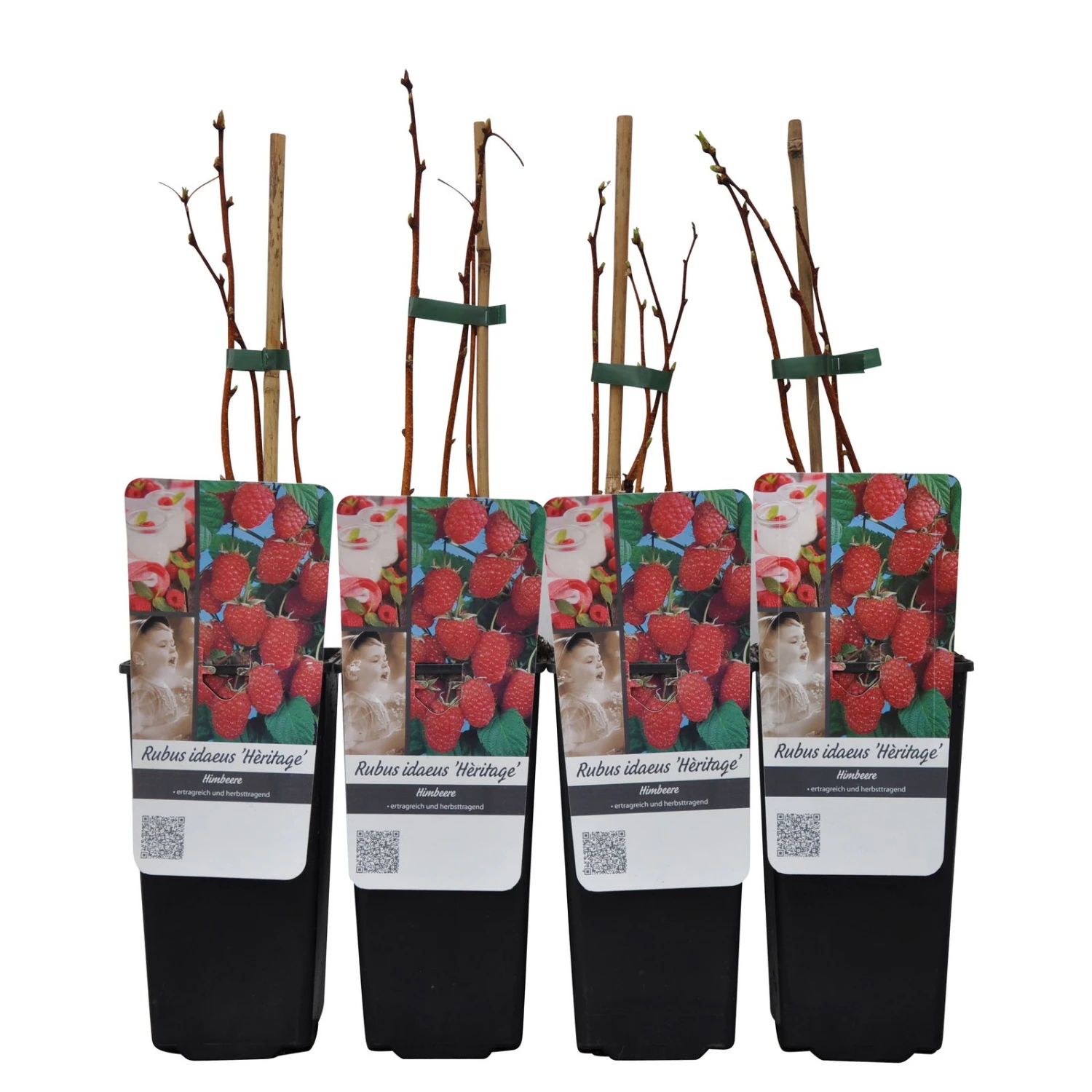 Herbsthimbeeren 'Heritage', 4er-Set, Topf Je 2 Liter 2 Herbsthimbeeren 'Heritage', 4er-Set, Topf Je 2 Liter – Bild 2