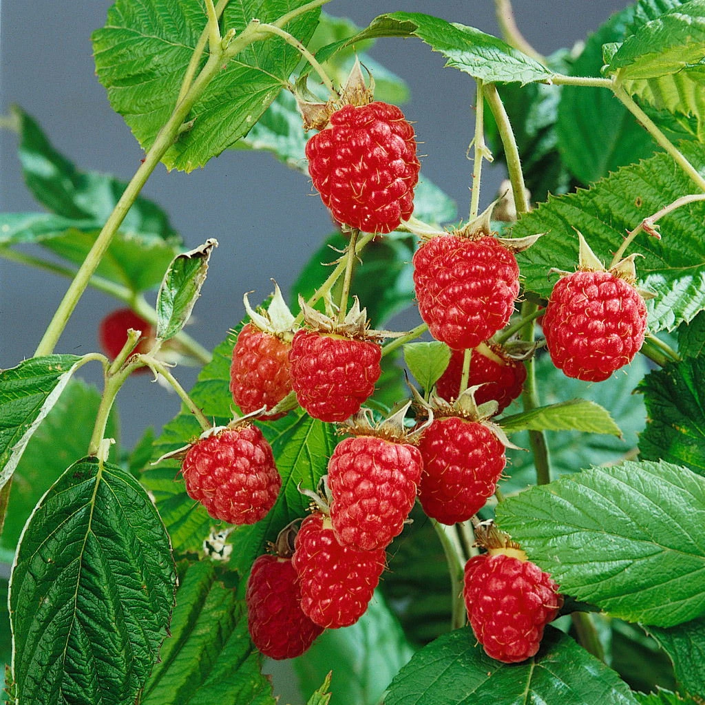Herbsthimbeeren 'Heritage', 4er-Set, Topf Je 2 Liter 1 Herbsthimbeeren 'Heritage', 4er-Set, Topf Je 2 Liter