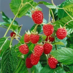 Sommer-/Herbsthimbeeren, 4er-Set, Höhe 35 Cm, Topf 2 Liter