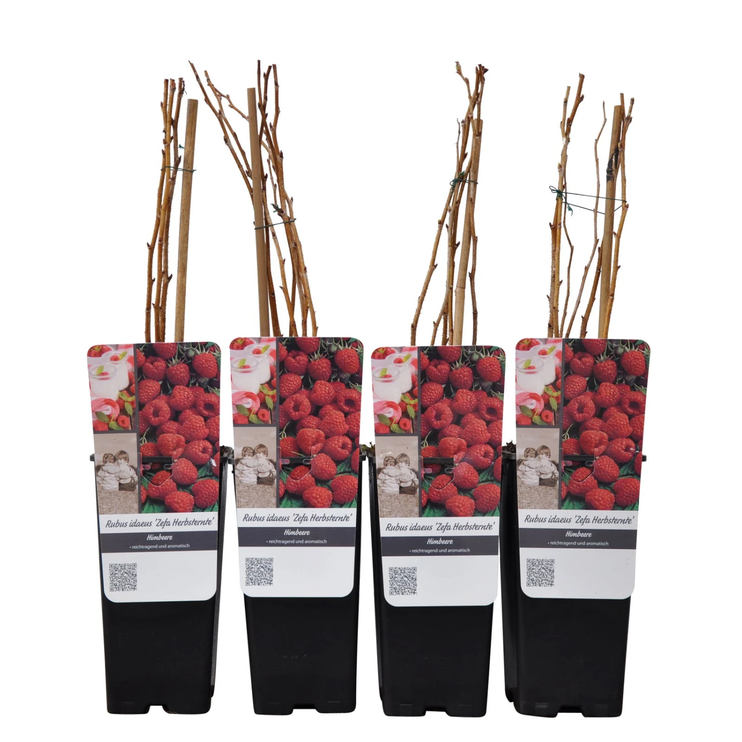 Herbsthimbeeren 'Zefa 3', 4er-Set, Topf Je 2 Liter 2 Herbsthimbeeren 'Zefa 3', 4er-Set, Topf Je 2 Liter – Bild 2