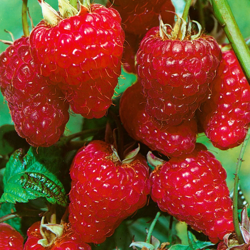 Herbsthimbeeren 'Zefa 3', 4er-Set, Topf Je 2 Liter 1 Herbsthimbeeren 'Zefa 3', 4er-Set, Topf Je 2 Liter