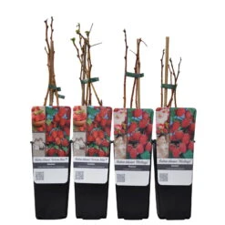 Herbsthimbeeren, 'Blissy® Autumn Bliss' + 'Heritage', 4er-Set, Topf Je 2 Liter -Stilvolles Gartenmöbelgeschäft 0480900203 Herbsthimbeeren Autumn Blis Heritage 4er Set Co 2 lt WEB 2 89622
