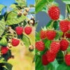 Herbsthimbeeren, 'Blissy® Autumn Bliss' + 'Heritage', 4er-Set, Topf Je 2 Liter