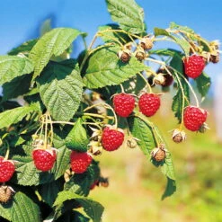 Herbsthimbeeren, 'Blissy® Autumn Bliss' + 'Heritage', 4er-Set, Topf Je 2 Liter -Stilvolles Gartenmöbelgeschäft 0480900203 Herbsthimbeeren Autumn Bliss Heritage 4er Set1 76452
