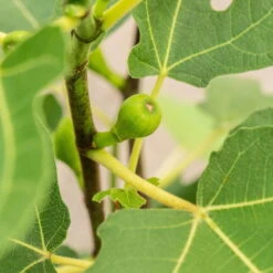 Feige 'Firoma'®, 2er-Set, Höhe 40-60 Cm, Topf 5 Liter 7 Feige 'Firoma'®, 2er-Set, Höhe 40-60 Cm, Topf 5 Liter -Stilvolles Gartenmöbelgeschäft 0480940150 Ficus carica Firoma 2er Set 1 99282