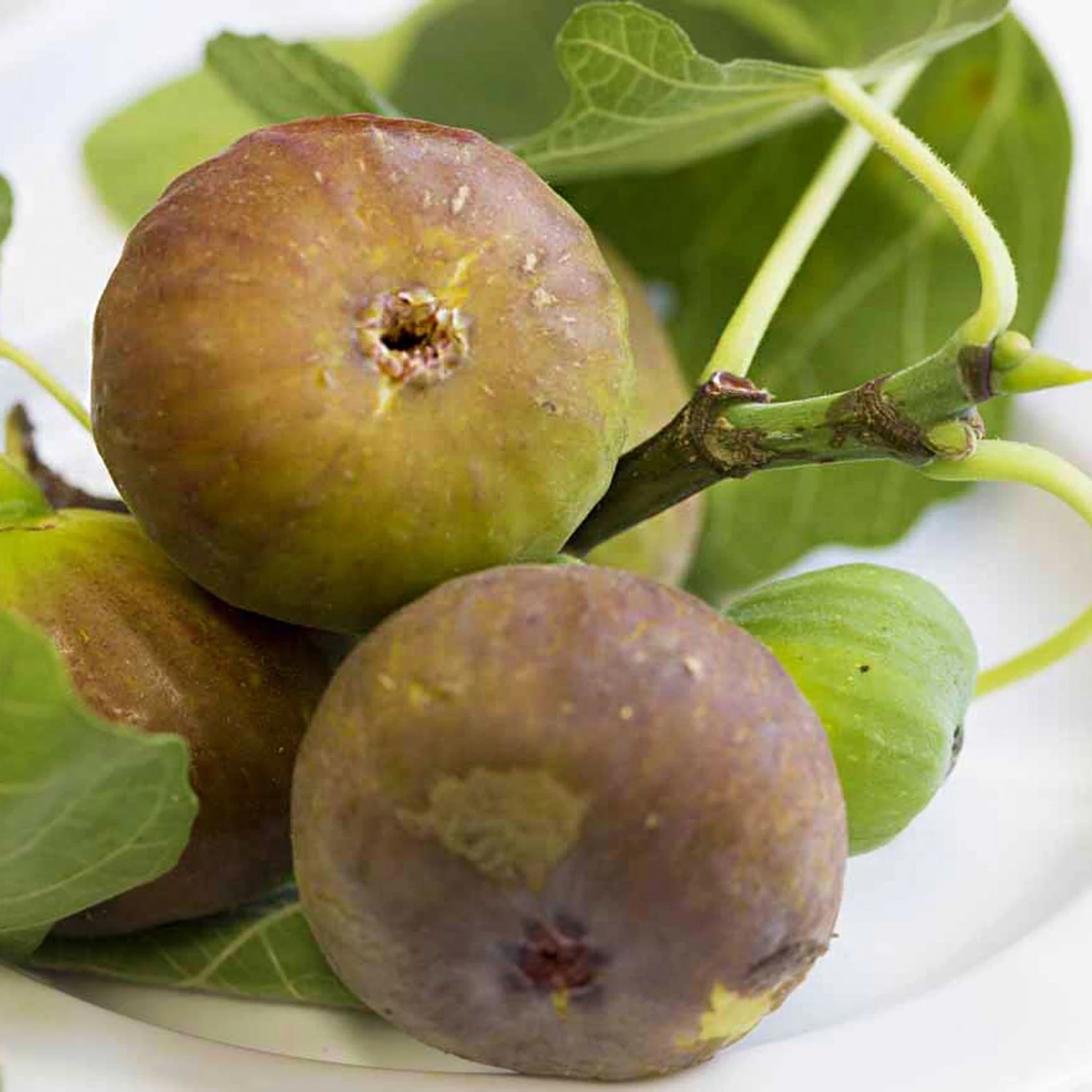 Feige 'Firoma'®, 2er-Set, Höhe 40-60 Cm, Topf 5 Liter 1 Feige 'Firoma'®, 2er-Set, Höhe 40-60 Cm, Topf 5 Liter