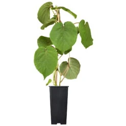 Grünfruchtige Kiwi 'Hayward', 2er-Set, Topf 15 Cm Ø 10 Grünfruchtige Kiwi 'Hayward', 2er-Set, Topf 15 Cm Ø -Stilvolles Gartenmöbelgeschäft 0480960140 0480960141 0480960142 Golden Kiwi Altas 87663