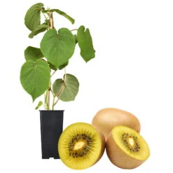 Gelbfruchtige Kiwi 'Golden Kiwi', 2er-Set, Topf 15 Cm Ø -Stilvolles Gartenmöbelgeschäft 0480960140 Golden Kiwi Set inkl Befruchtersorte neu 88604