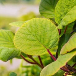 Grünfruchtige Kiwi 'Hayward', 2er-Set, Topf 15 Cm Ø 11 Grünfruchtige Kiwi 'Hayward', 2er-Set, Topf 15 Cm Ø -Stilvolles Gartenmöbelgeschäft 0480960141 0480960142 Hayward 87665