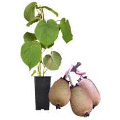 Grünfruchtige Kiwi 'Hayward', 2er-Set, Topf 15 Cm Ø 9 Grünfruchtige Kiwi 'Hayward', 2er-Set, Topf 15 Cm Ø -Stilvolles Gartenmöbelgeschäft 0480960141 Kiwi Hayward Set inkl Befruchtersorte neu 88605