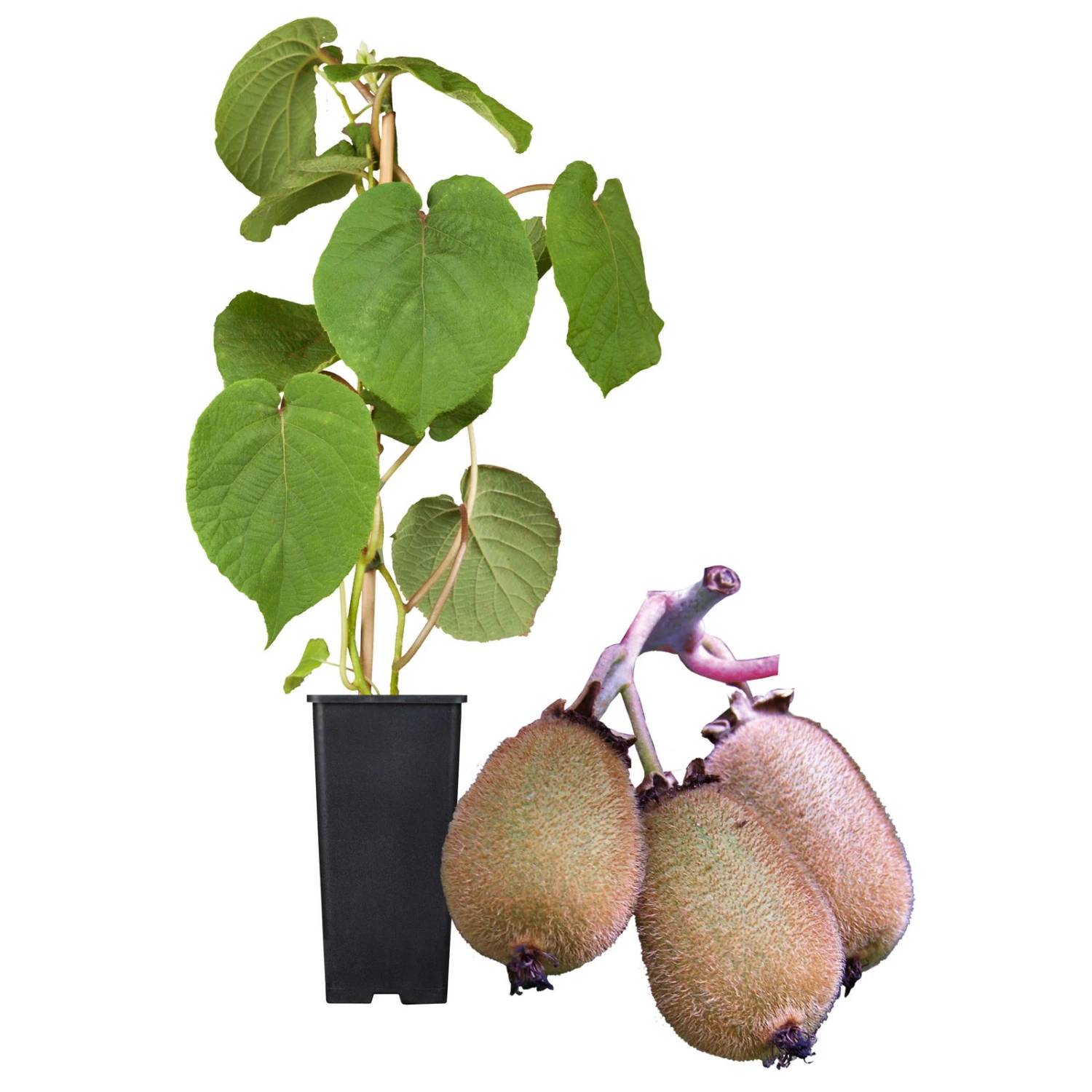 Grünfruchtige Kiwi 'Hayward', 2er-Set, Topf 15 Cm Ø 3 Grünfruchtige Kiwi 'Hayward', 2er-Set, Topf 15 Cm Ø – Bild 3