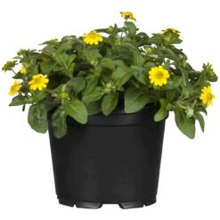 Husarenknöpfchen Gelb, Topf-Ø 12 Cm, 6er-Set -Stilvolles Gartenmöbelgeschäft 0610100197 Sanvitalia Husarenknoepfchen2 71878