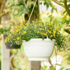 Husarenknöpfchen Gelb, Topf-Ø 12 Cm, 6er-Set -Stilvolles Gartenmöbelgeschäft 0610100197 Sanvitalia Husarenknoepfchen 71880