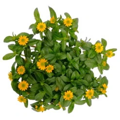 Husarenknöpfchen Gelb, Topf-Ø 12 Cm, 6er-Set -Stilvolles Gartenmöbelgeschäft 0610103465 Sanvitalia procumbens T12 3er Set 8 78636