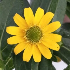 Husarenknöpfchen Gelb, Topf-Ø 12 Cm, 6er-Set -Stilvolles Gartenmöbelgeschäft 0610103465 Sanvitalia procumbens T12 3er Set 9 78700