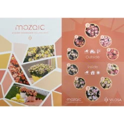 Kalanchoe 'Mozaic', Wechselfarbig, Topf-Ø 12 Cm, Höhe Ca. 22 Cm, 6er-Set -Stilvolles Gartenmöbelgeschäft 0610103650 Outdoor Kalanchoe Mozaic wechselfarbig 6er Set 12 113797