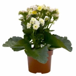 Kalanchoe 'Mozaic', Wechselfarbig, Topf-Ø 12 Cm, Höhe Ca. 22 Cm, 6er-Set -Stilvolles Gartenmöbelgeschäft 0610103650 Outdoor Kalanchoe Mozaic wechselfarbig 6er Set 2 113821