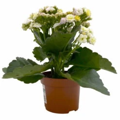 Kalanchoe 'Mozaic', Wechselfarbig, Topf-Ø 12 Cm, Höhe Ca. 22 Cm, 6er-Set -Stilvolles Gartenmöbelgeschäft 0610103650 Outdoor Kalanchoe Mozaic wechselfarbig 6er Set 3 113822