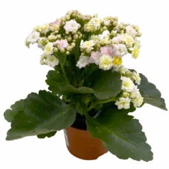Neu eingetroffen -Stilvolles Gartenmöbelgeschäft 0610103650 Outdoor Kalanchoe Mozaic wechselfarbig 6er Set 5 113823