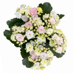 Kalanchoe 'Mozaic', Wechselfarbig, Topf-Ø 12 Cm, Höhe Ca. 22 Cm, 6er-Set -Stilvolles Gartenmöbelgeschäft 0610103650 Outdoor Kalanchoe Mozaic wechselfarbig 6er Set 8 113824