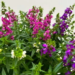 Angelonia 'Trio' Rosa-weiß-lila/blau, Topf-Ø 15 Cm, 3er-Set 13 Angelonia 'Trio' Rosa-weiß-lila/blau, Topf-Ø 15 Cm, 3er-Set -Stilvolles Gartenmöbelgeschäft 0610103733 Angelonia trio T15 3er Set 12 125836