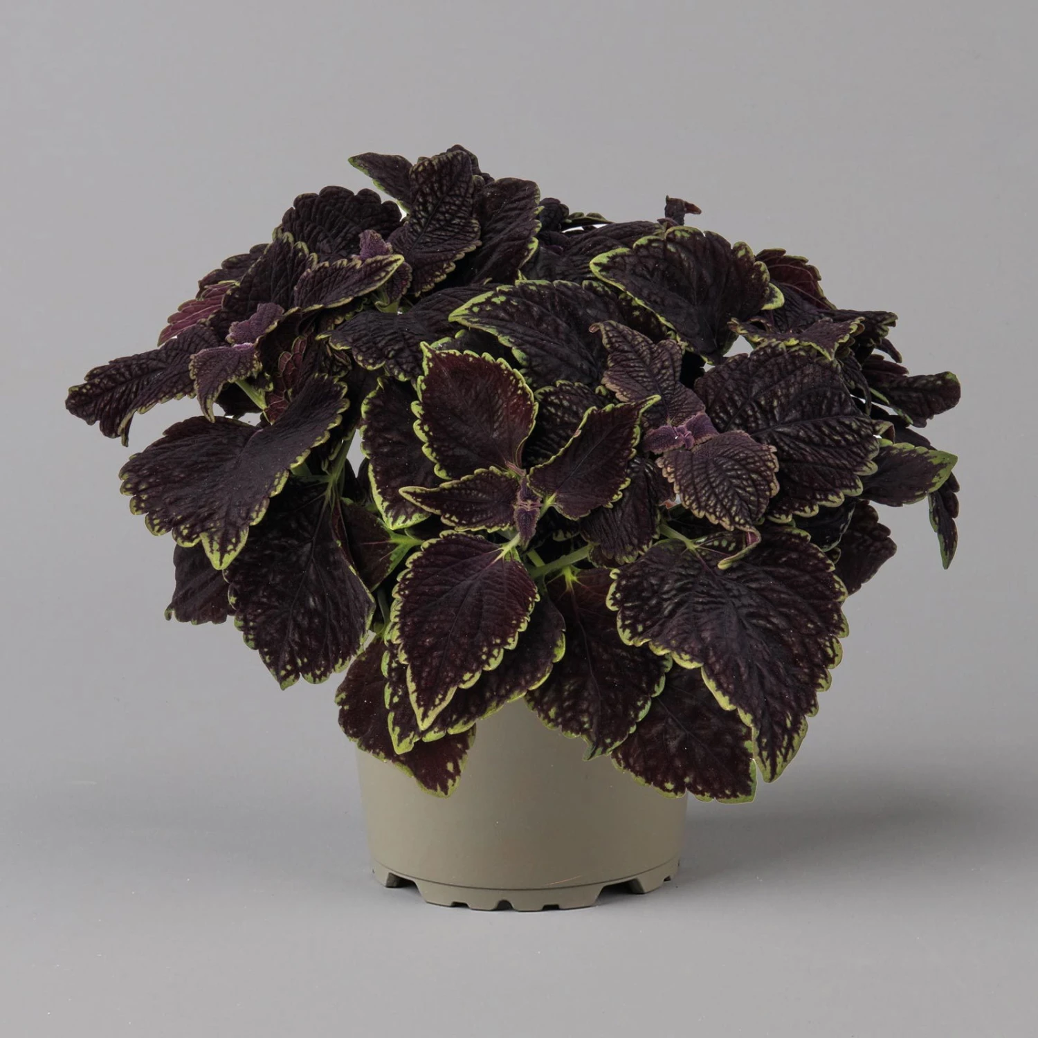 Buntnessel 'Abbey Road' Dunkelrot-grün, Topf-Ø 12 Cm, 6er-Set 5 Buntnessel 'Abbey Road' Dunkelrot-grün, Topf-Ø 12 Cm, 6er-Set – Bild 5