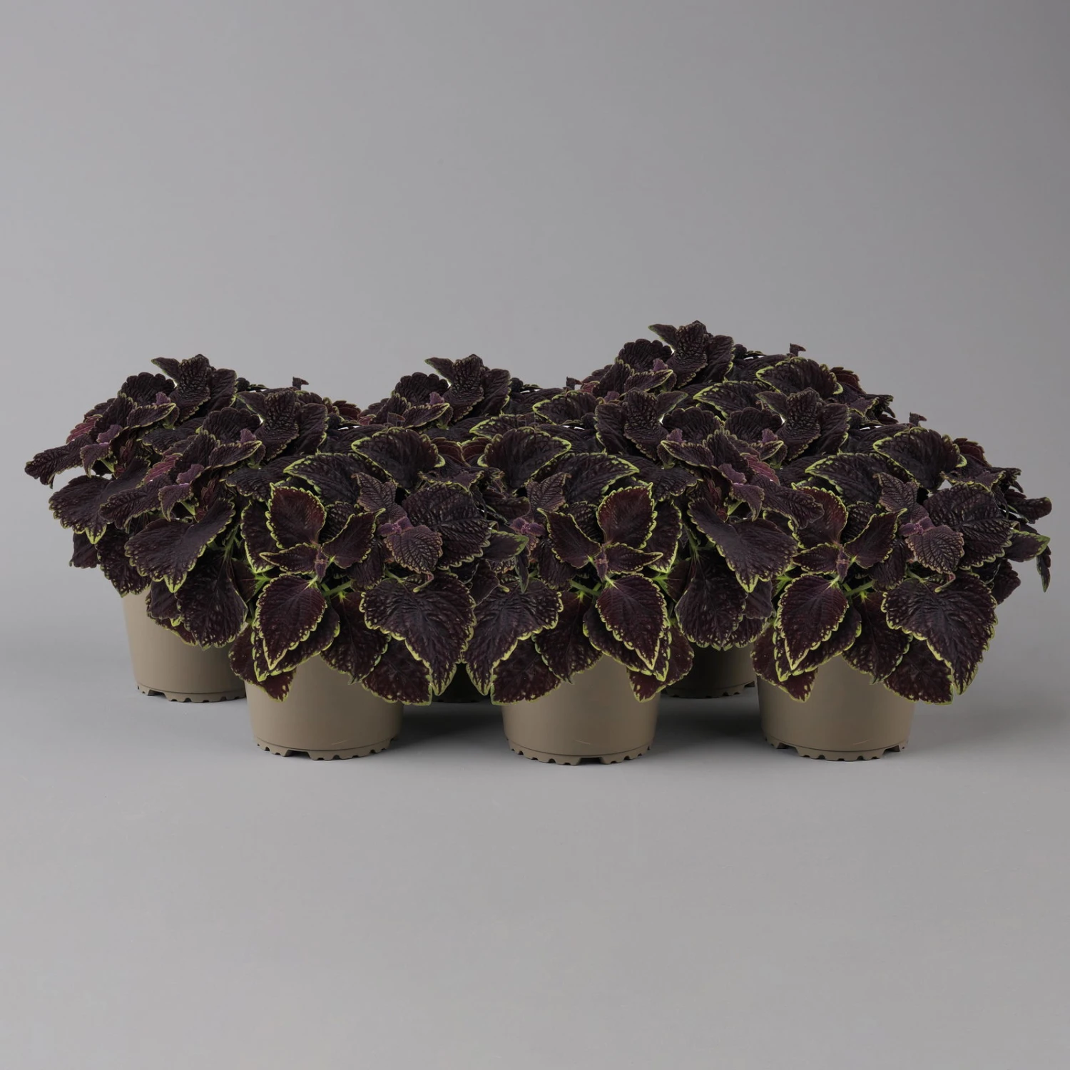 Buntnessel 'Abbey Road' Dunkelrot-grün, Topf-Ø 12 Cm, 6er-Set 1 Buntnessel 'Abbey Road' Dunkelrot-grün, Topf-Ø 12 Cm, 6er-Set